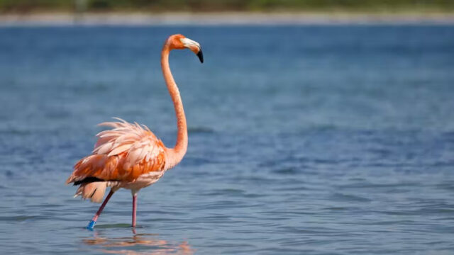 Flamingo