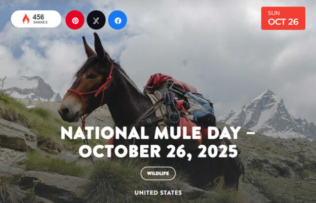 Mule