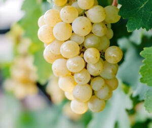 https://www.vecteezy.com/photo/60372147-bunch-of-ripe-white-grapes-hanging-from-green-vine-leaves