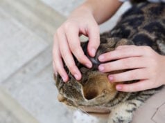 https://www.vecteezy.com/photo/53235127-a-people-is-looking-for-fleas-on-a-cat-s-fur