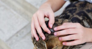 https://www.vecteezy.com/photo/53235127-a-people-is-looking-for-fleas-on-a-cat-s-fur
