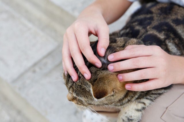 A people is looking for fleas on a cat's fur. https://www.vecteezy.com/photo/53235127-a-people-is-looking-for-fleas-on-a-cat-s-fur
