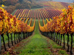 https://www.vecteezy.com/photo/49005277-a-picturesque-vineyard-in-the-autumn-season
