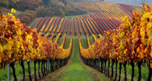 https://www.vecteezy.com/photo/49005277-a-picturesque-vineyard-in-the-autumn-season