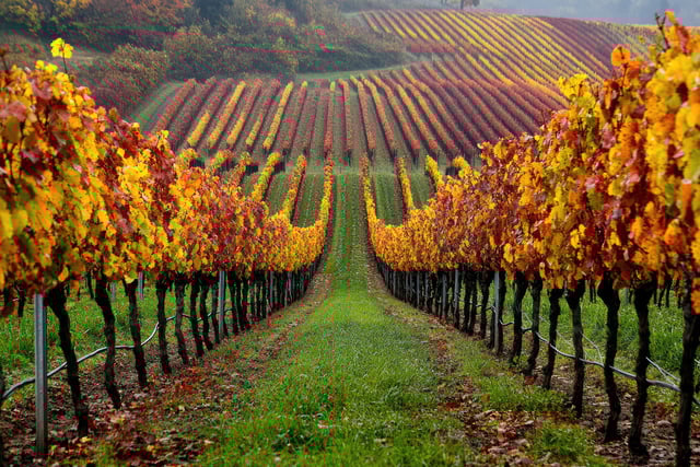 https://www.vecteezy.com/photo/49005277-a-picturesque-vineyard-in-the-autumn-season