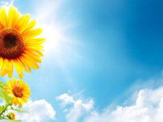 https://www.vecteezy.com/photo/67072685-bright-sunny-day-sunflowers-blue-sky-clouds-background