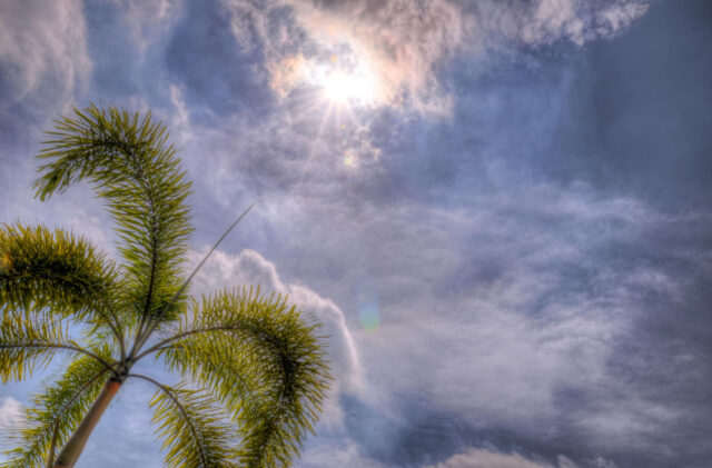https://www.freepik.com/premium-photo/low-angle-view-palm-trees-against-sky_96409043.htm#fromView=search&page=1&position=22&uuid=29a77b19-9160-4944-a0da-a6d0d6f02099&query=cooler+florida+weather