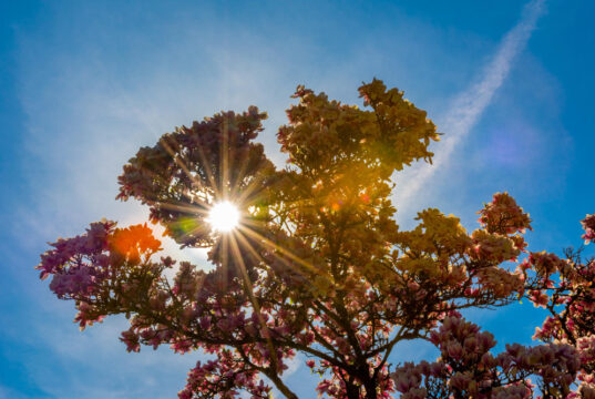 https://www.freepik.com/premium-photo/low-angle-view-sunlight-streaming-through-tree_97709189.htm#fromView=search&page=1&position=9&uuid=efab3930-3283-4eee-9cd1-2ff16e5421fd&query=sunny