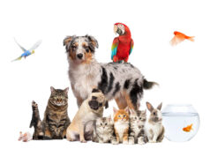 https://www.freepik.com/premium-photo/group-pets-posing-around-australian-shepherd-dog-cat-ferret-rabbit-rodent-isolated-white_69450925.htm#fromView=search&page=1&position=18&uuid=cbe9ade6-09f9-4ed7-b427-b8f3fef7dc12&query=pets