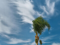 https://www.freepik.com/free-photo/palm-tree-bends-wind-beginning-storm-blue-sky-with-clouds-space-text-climate-change-seasonal-storms-sea_40736880.htm#fromView=search&page=1&position=6&uuid=db5f8182-f875-48c2-9800-047ca281c83e&query=breezy
