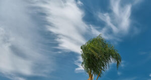 https://www.freepik.com/free-photo/palm-tree-bends-wind-beginning-storm-blue-sky-with-clouds-space-text-climate-change-seasonal-storms-sea_40736880.htm#fromView=search&page=1&position=6&uuid=db5f8182-f875-48c2-9800-047ca281c83e&query=breezy