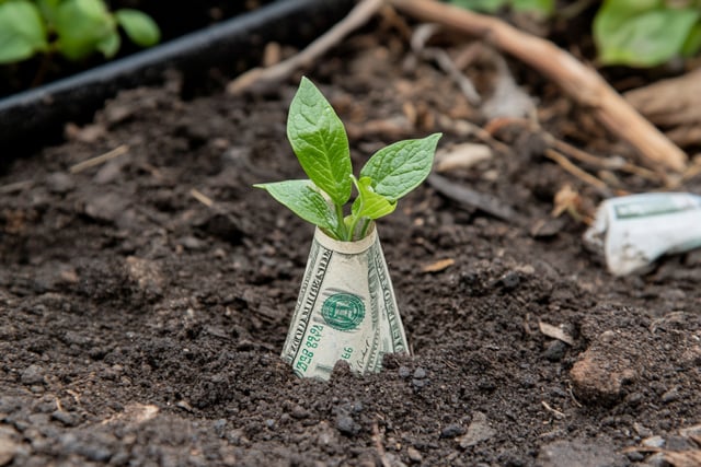 small-vecteezy_a-money-plant-growing-in-the-dirt_65828148_small https://www.vecteezy.com/photo/65828148-a-money-plant-growing-in-the-dirt