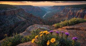 https://www.vecteezy.com/photo/70295336-scenic-view-of-a-canyon-at-sunset-with-vibrant-wildflowers-in-the-foreground-and-a-winding-river