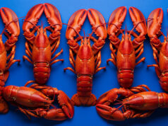 https://www.vecteezy.com/photo/71276002-six-cooked-lobsters-arranged-on-blue-background