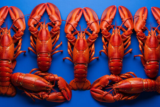 https://www.vecteezy.com/photo/71276002-six-cooked-lobsters-arranged-on-blue-background