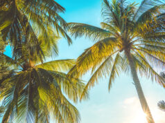 https://www.vecteezy.com/photo/10041470-summer-background-with-coconut-trees-and-sunset-warm-tone-vung-tau-city-aerial-view-with-beautiful-sunset-and-palm-tree-vung-tau-is-the-capital-of-the-province-since-the-province-s-founding