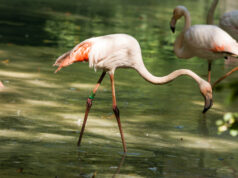 https://www.vecteezy.com/photo/21230248-two-flamingos-in-the-lake