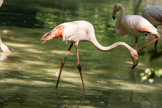 https://www.vecteezy.com/photo/21230248-two-flamingos-in-the-lake