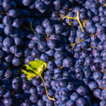 Vegan foods concept. Ripe blue grapes in full frame view