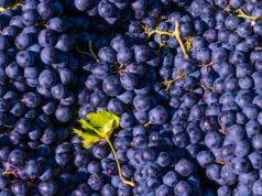 https://www.vecteezy.com/photo/45596666-vegan-foods-concept-ripe-blue-grapes-in-full-frame-view