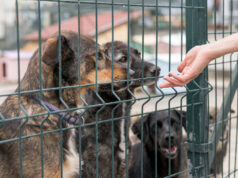 https://www.freepik.com/free-photo/person-reaching-dogs-through-fence-shelter_10295946.htm#fromView=search&page=1&position=19&uuid=e974791a-1ef8-40f5-adfe-9ec1b037b05c&query=animal+shelter