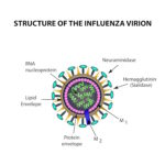Influenza Virion