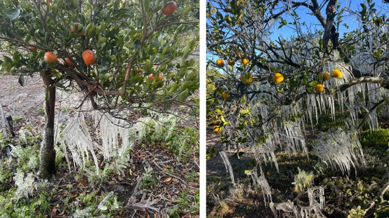 Florida Citrus Industry Braces for Impact as Historic Freeze Grips the ...