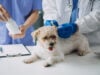 https://www.vecteezy.com/photo/22878275-vet-examining-dog-and-cat-puppy-and-kitten-at-veterinarian-doctor-animal-clinic-pet-check-up-and-vaccination-health-care