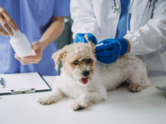 https://www.vecteezy.com/photo/22878275-vet-examining-dog-and-cat-puppy-and-kitten-at-veterinarian-doctor-animal-clinic-pet-check-up-and-vaccination-health-care