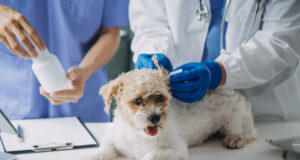 https://www.vecteezy.com/photo/22878275-vet-examining-dog-and-cat-puppy-and-kitten-at-veterinarian-doctor-animal-clinic-pet-check-up-and-vaccination-health-care