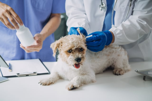 Vet examining dog and cat. Puppy and kitten at veterinarian doct https://www.vecteezy.com/photo/22878275-vet-examining-dog-and-cat-puppy-and-kitten-at-veterinarian-doctor-animal-clinic-pet-check-up-and-vaccination-health-care