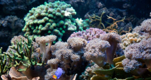 https://www.freepik.com/free-photo/algae-marine-plants_946211.htm#fromView=search&page=1&position=14&uuid=6d4ced91-7ac9-4978-84f6-3879d03e85f5&query=port+everglades+coral+reef