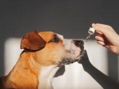 The Best Dog Supplements for Supporting Your Pup’s Health at Every Life Stage https://www.canva.com/photos/MAEW9XpOHxY-dog-taking-essential-oil-from-dropper/
