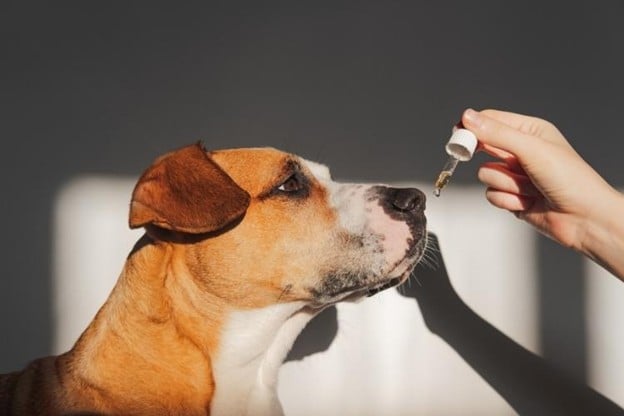 https://www.canva.com/photos/MAEW9XpOHxY-dog-taking-essential-oil-from-dropper/