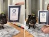 Merlin the Talking Pig Snouts Out Competition to Claim a Guinness World Record for Social Media Stardom (Video) https://www.guinnessworldrecords.com/news/2026/3/meet-merlin-the-adorable-mini-pig-who-amassed-a-following-by-talking-with-buttons