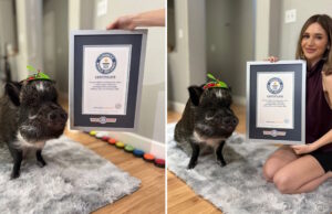 https://www.guinnessworldrecords.com/news/2026/3/meet-merlin-the-adorable-mini-pig-who-amassed-a-following-by-talking-with-buttons