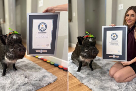 https://www.guinnessworldrecords.com/news/2026/3/meet-merlin-the-adorable-mini-pig-who-amassed-a-following-by-talking-with-buttons