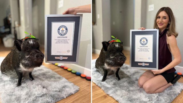 Merlin the pig https://www.guinnessworldrecords.com/news/2026/3/meet-merlin-the-adorable-mini-pig-who-amassed-a-following-by-talking-with-buttons