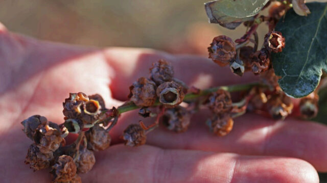 Screenshot-2026-02-20-at-4.25.31-PM