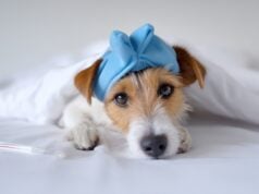 https://www.vecteezy.com/photo/71972565-dog-resting-under-blanket-with-blue-cloth-on-head-and-thermometer