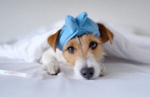 Fenbendazole in Health Research: Understanding Drug Repurposing in Cancer Research https://www.vecteezy.com/photo/71972565-dog-resting-under-blanket-with-blue-cloth-on-head-and-thermometer