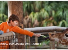 In 1910, The St. Louis Zoo Became The First Zoo To Provide Free Admission. It Set A Precedent For Public Accessibility To Wildlife Education