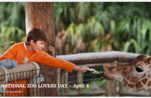 In 1910, The St. Louis Zoo Became The First Zoo To Provide Free Admission. It Set A Precedent For Public Accessibility To Wildlife Education