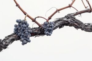 https://www.vecteezy.com/photo/50058701-a-bunch-of-grapes-hanging-on-a-vine-branch