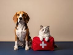 https://www.vecteezy.com/photo/72892297-faithful-beagle-dog-and-fluffy-ragdoll-kitten-sitting-with-a-red-first-aid-kit-for-pet-health