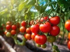 https://www.vecteezy.com/photo/26787829-fresh-organic-ripe-tomatoes-branch-growing-in-greenhouse-digital-ai