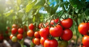 https://www.vecteezy.com/photo/26787829-fresh-organic-ripe-tomatoes-branch-growing-in-greenhouse-digital-ai