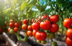https://www.vecteezy.com/photo/26787829-fresh-organic-ripe-tomatoes-branch-growing-in-greenhouse-digital-ai