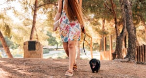 https://www.magnific.com/free-photo/low-section-view-woman-walking-with-her-dog-park_2804324.htm#fromView=search&page=1&position=7&uuid=64836cf2-b416-49c6-a356-2388b22cac3c&query=summer+time+walking+along+a+tail