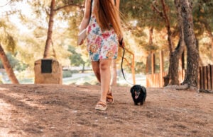 https://www.magnific.com/free-photo/low-section-view-woman-walking-with-her-dog-park_2804324.htm#fromView=search&page=1&position=7&uuid=64836cf2-b416-49c6-a356-2388b22cac3c&query=summer+time+walking+along+a+tail